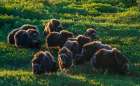 Musk ox herd, early morning light on the arctic tundra, Seward Peninsula, Alaska Art Print